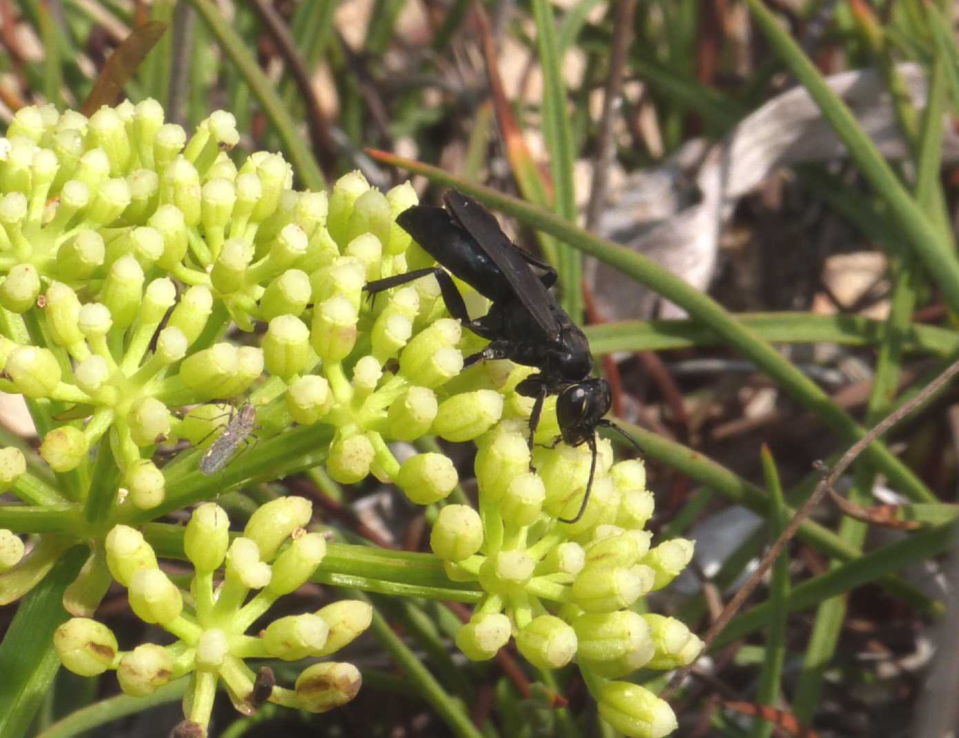 Pompilidae nero:  Anoplius sp.?